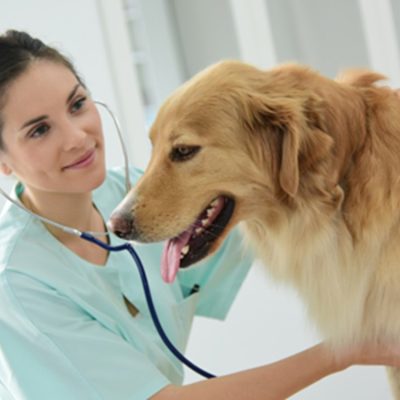 Dog's health